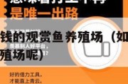 如何办个赚钱的观赏鱼养殖场（如何办个赚钱的观赏鱼养殖场呢）