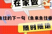 鱼来鱼往的下一句（鱼来鱼往垂钓园）