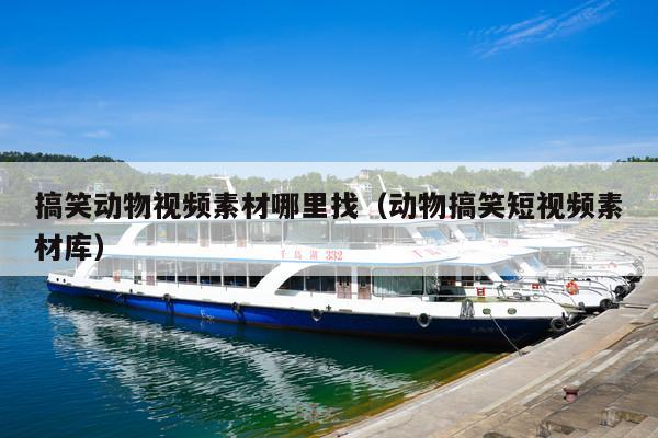 搞笑动物视频素材哪里找(动物搞笑短视频素材库)