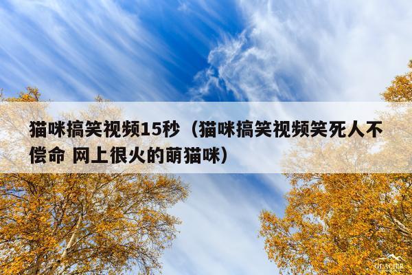 猫咪搞笑视频15秒（猫咪搞笑视频笑死人不偿命 网上很火的萌猫咪）