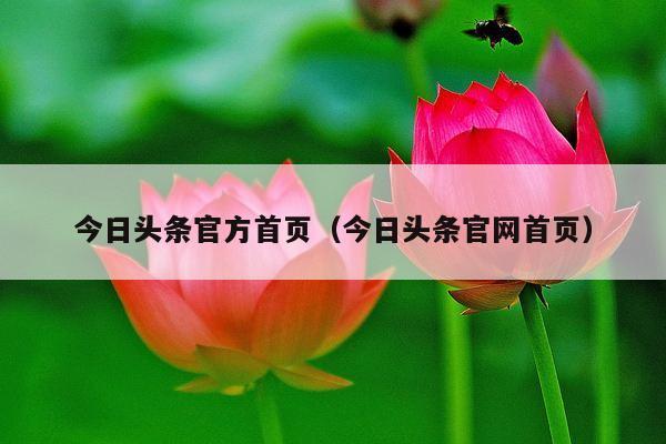 今日头条官方首页(今日头条官网首页)