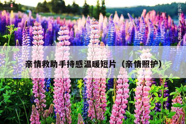 亲情救助手持感温暖短片(亲情照护)