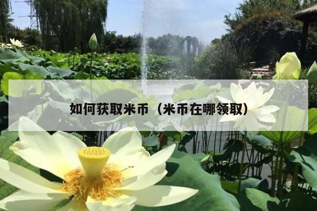 如何获取米币(米币在哪领取)