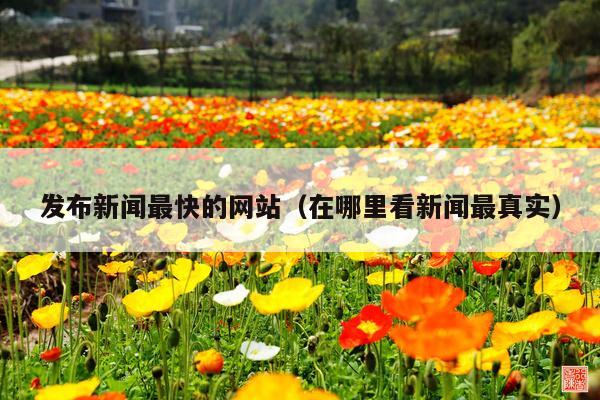 发布新闻最快的网站(在哪里看新闻最真实)