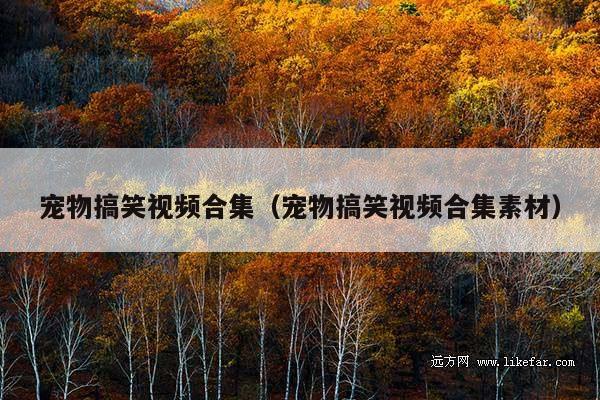 宠物搞笑视频合集(宠物搞笑视频合集素材)