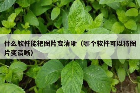 什么软件能把图片变清晰(哪个软件可以将图片变清晰)