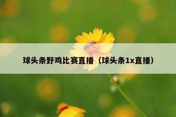球头条野鸡比赛直播(球头条1x直播)