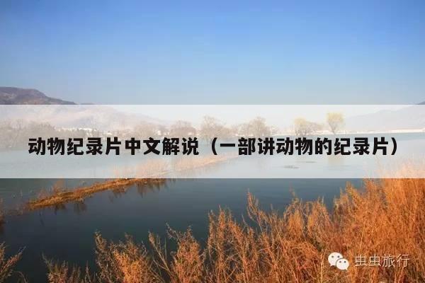 动物纪录片中文解说(一部讲动物的纪录片)