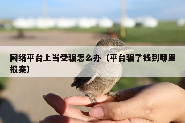 网络平台上当受骗怎么办(平台骗了钱到哪里报案)